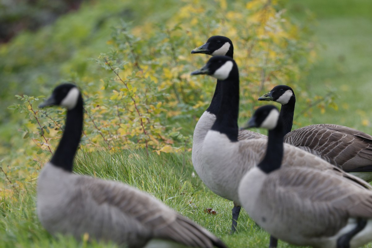 ברנטה קנדית - ML646013126