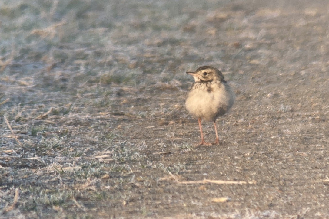 Richard's Pipit - ML646013147