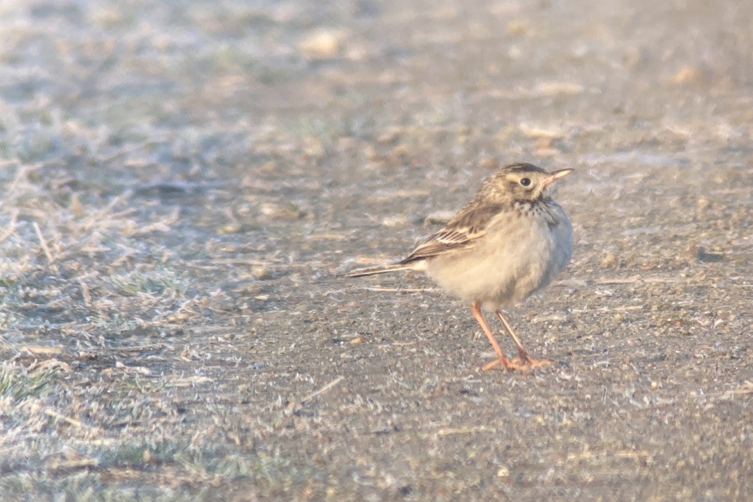 Richard's Pipit - ML646013153