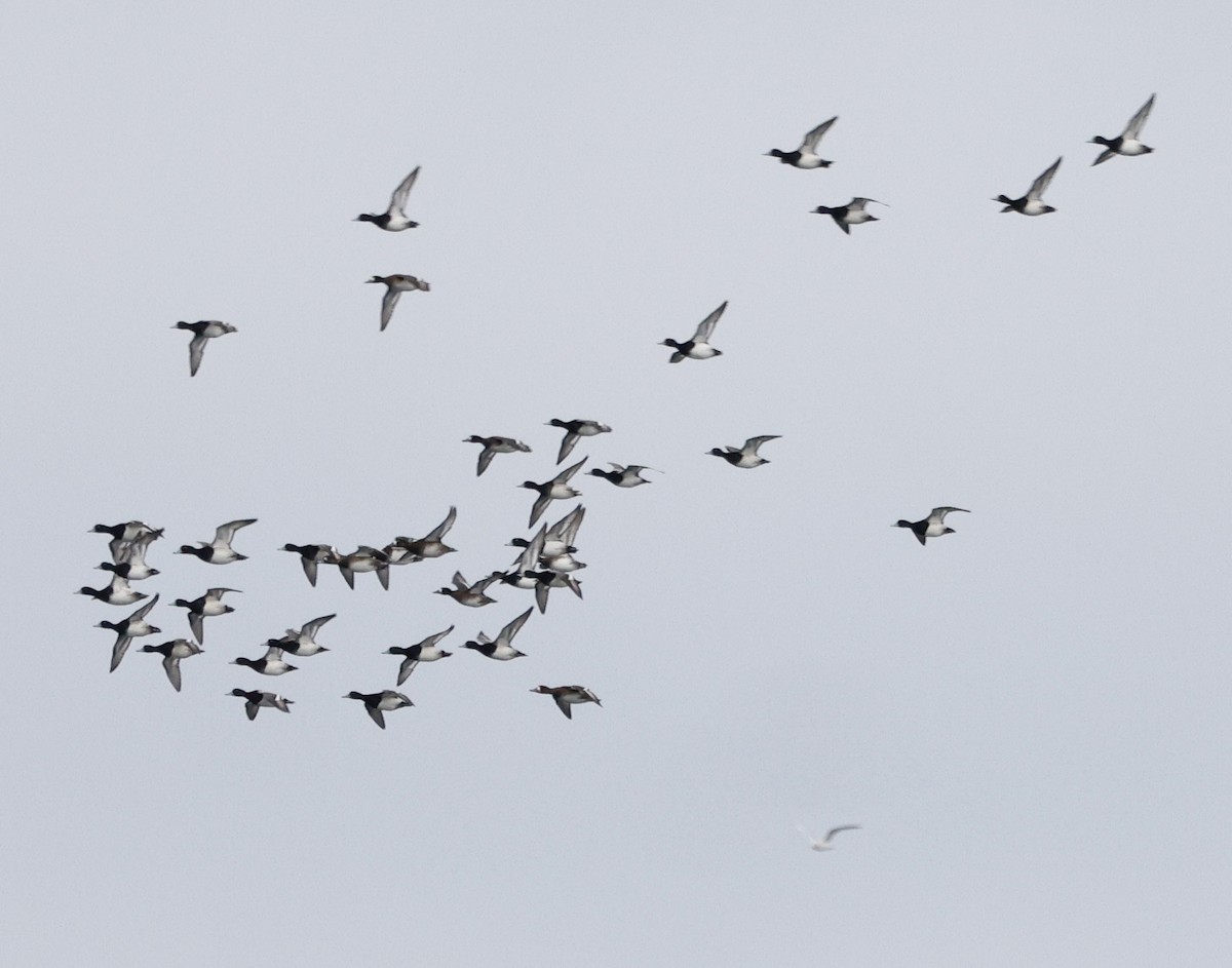 Lesser Scaup - ML646013154