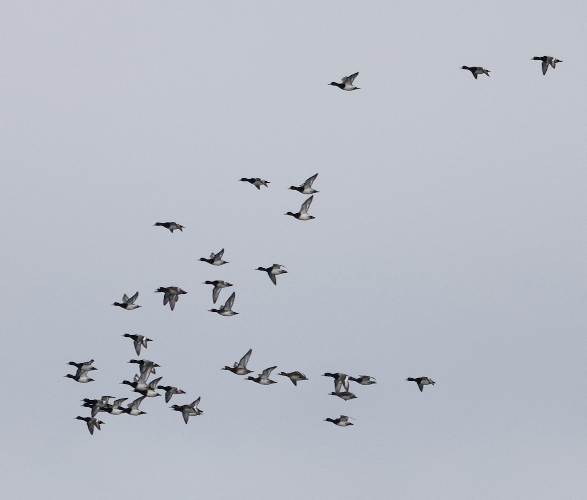 Lesser Scaup - ML646013155