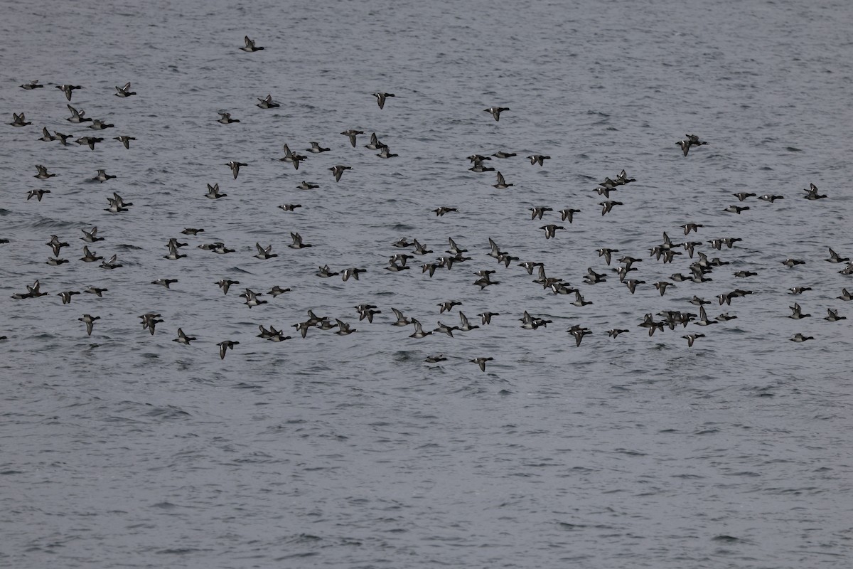 Lesser Scaup - ML646013156