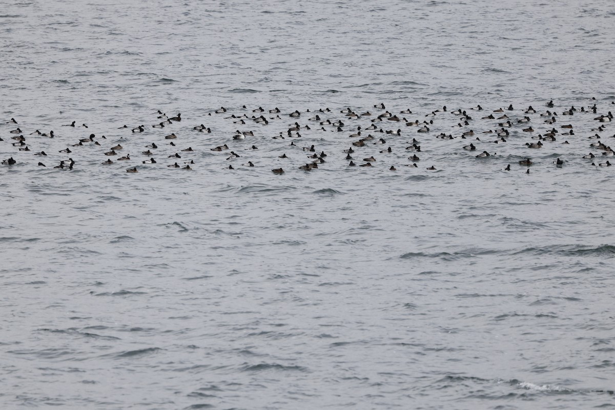 Lesser Scaup - ML646013157