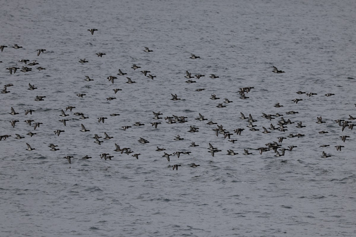 Lesser Scaup - ML646013158