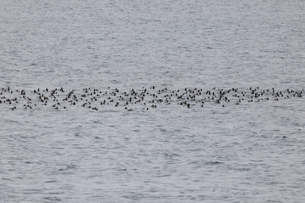 Lesser Scaup - ML646013159