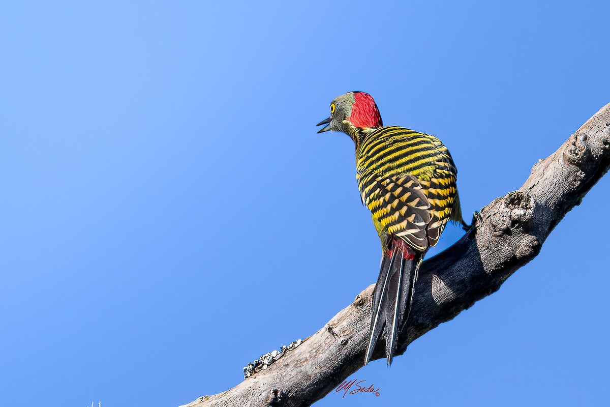 Hispaniolan Woodpecker - ML646013162