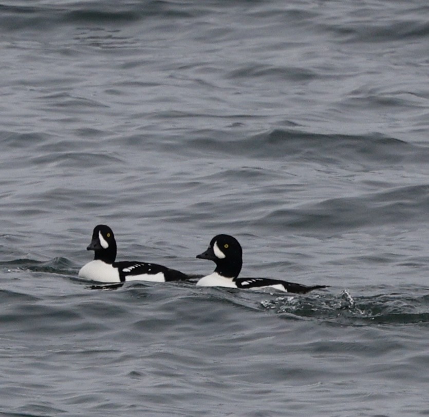 キタホオジロガモ - ML646013176