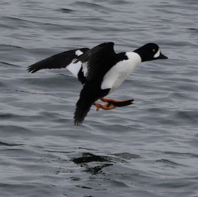 キタホオジロガモ - ML646013177