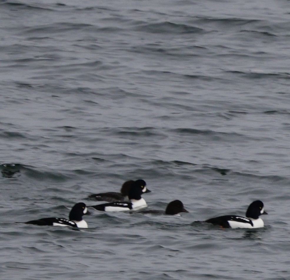 キタホオジロガモ - ML646013178