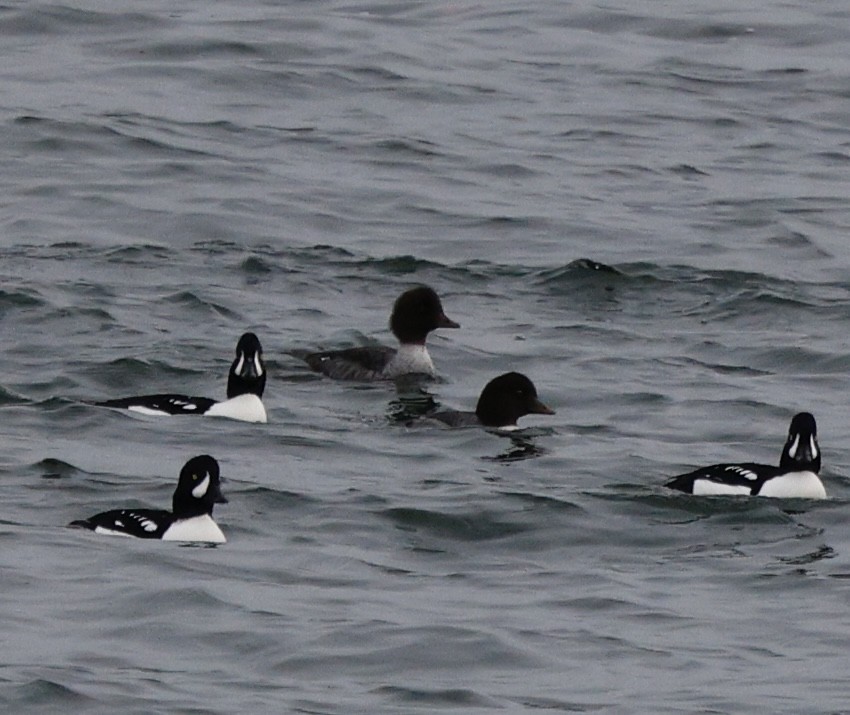 キタホオジロガモ - ML646013179