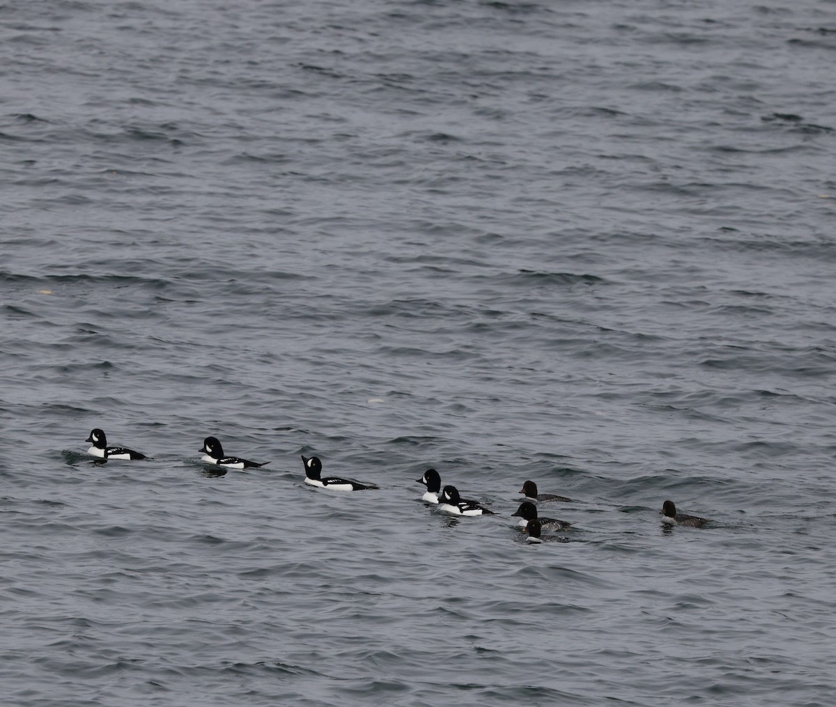 キタホオジロガモ - ML646013180