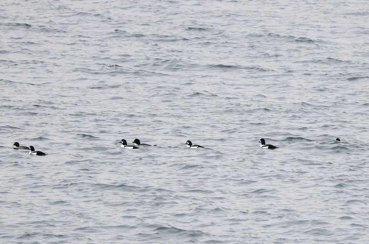 キタホオジロガモ - ML646013181