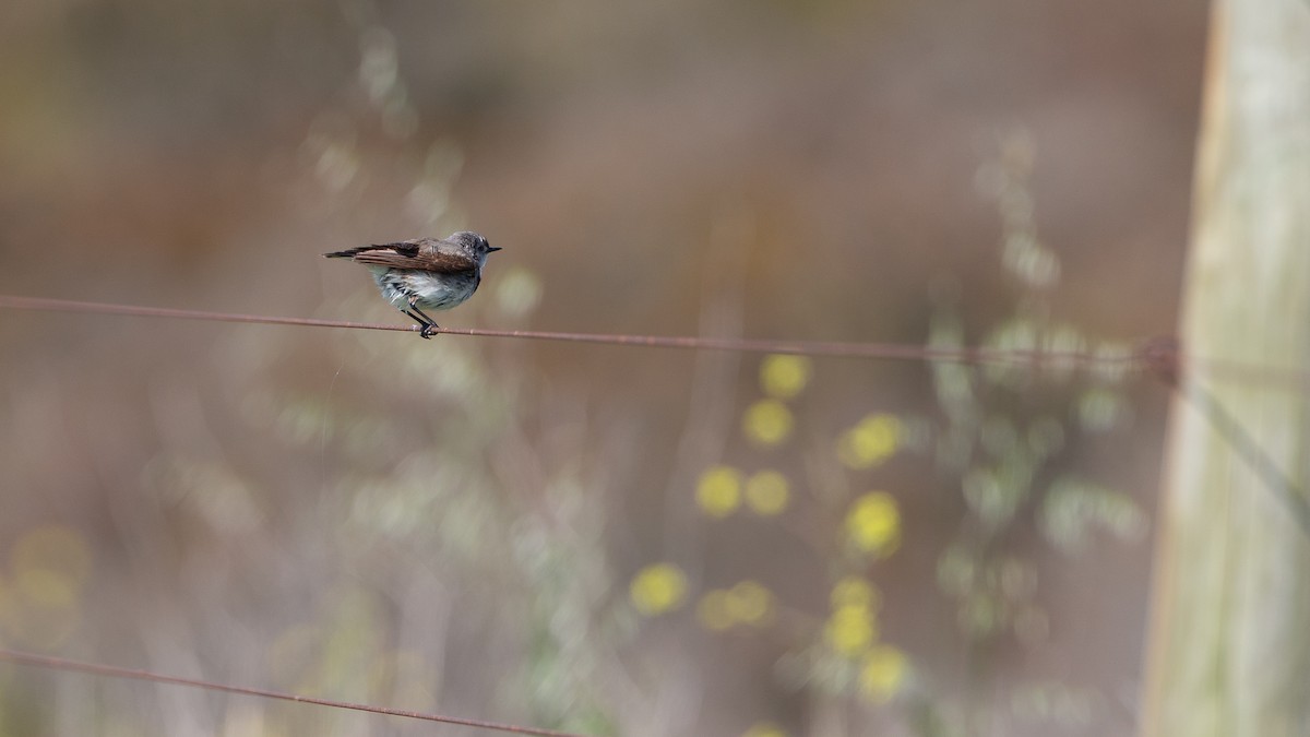 White-fronted Chat - ML646013192