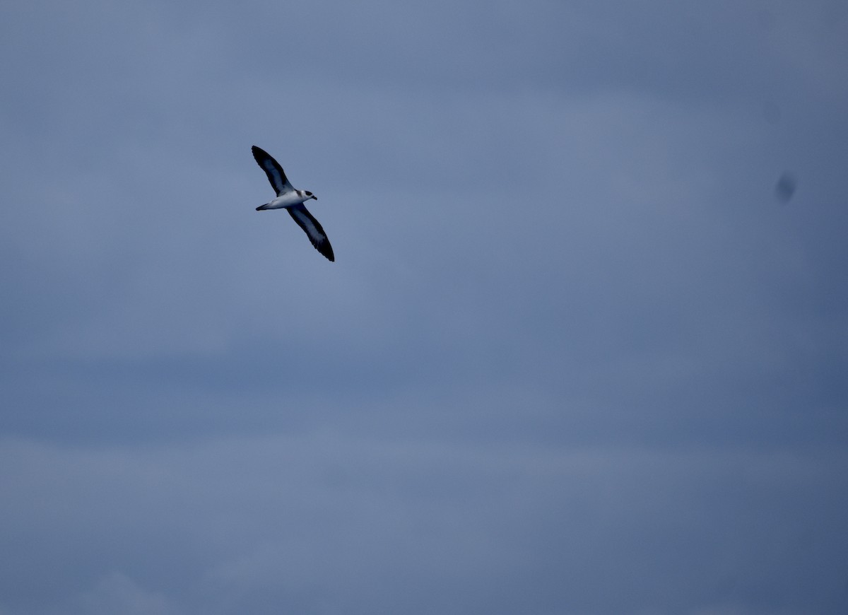 סערון שחור-כיפה - ML646013194