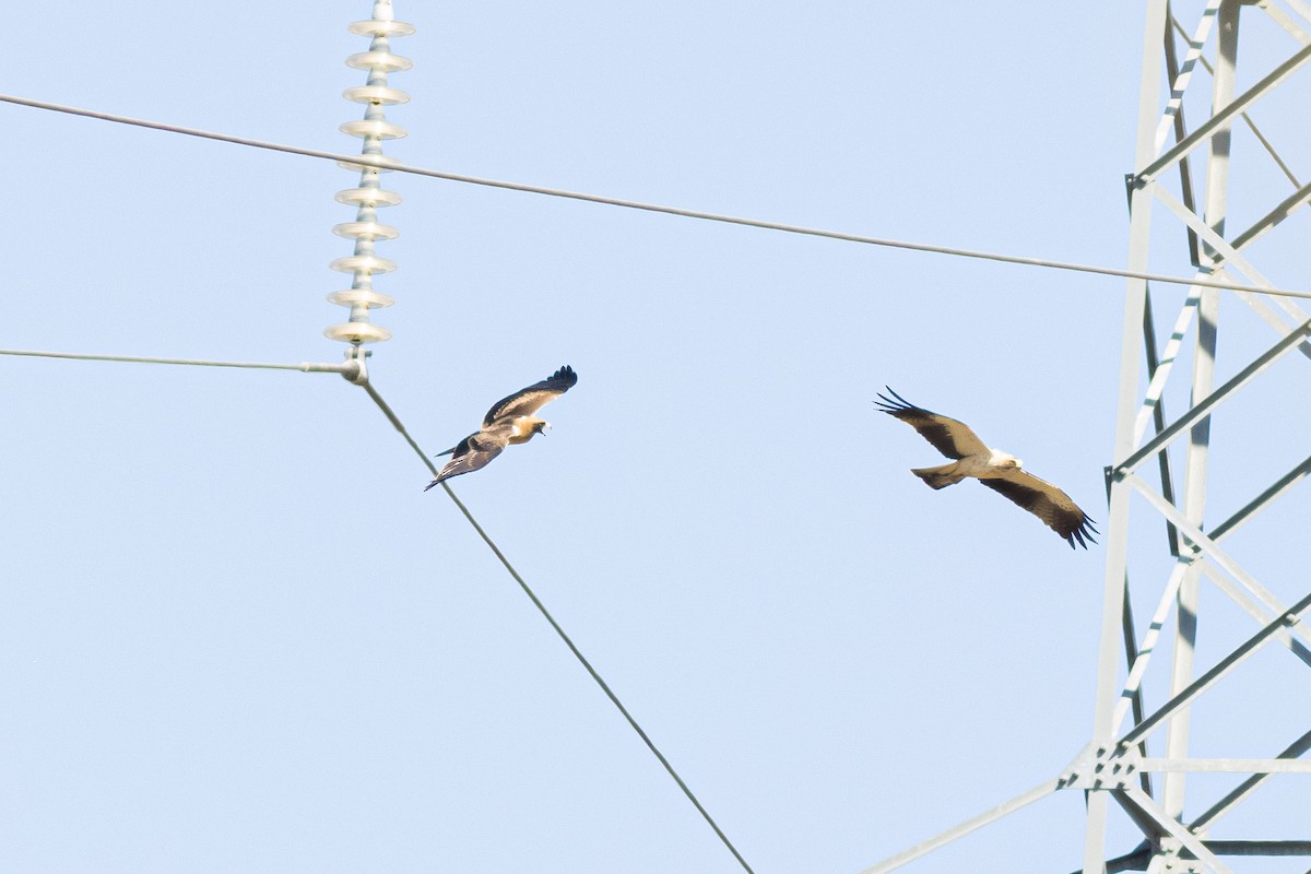 Booted Eagle - ML646013200