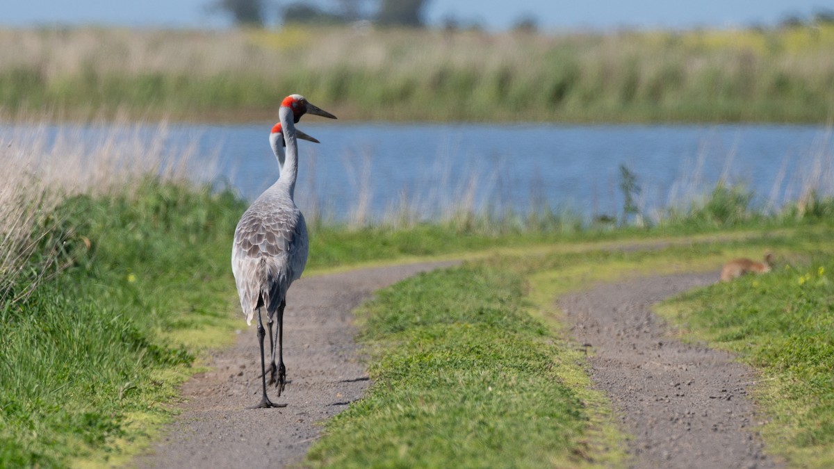 Brolga - ML646013201