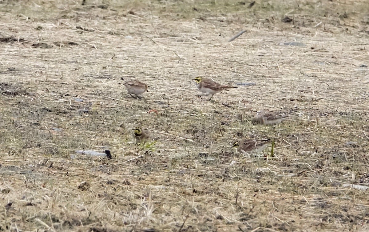 Horned Lark - ML646013203