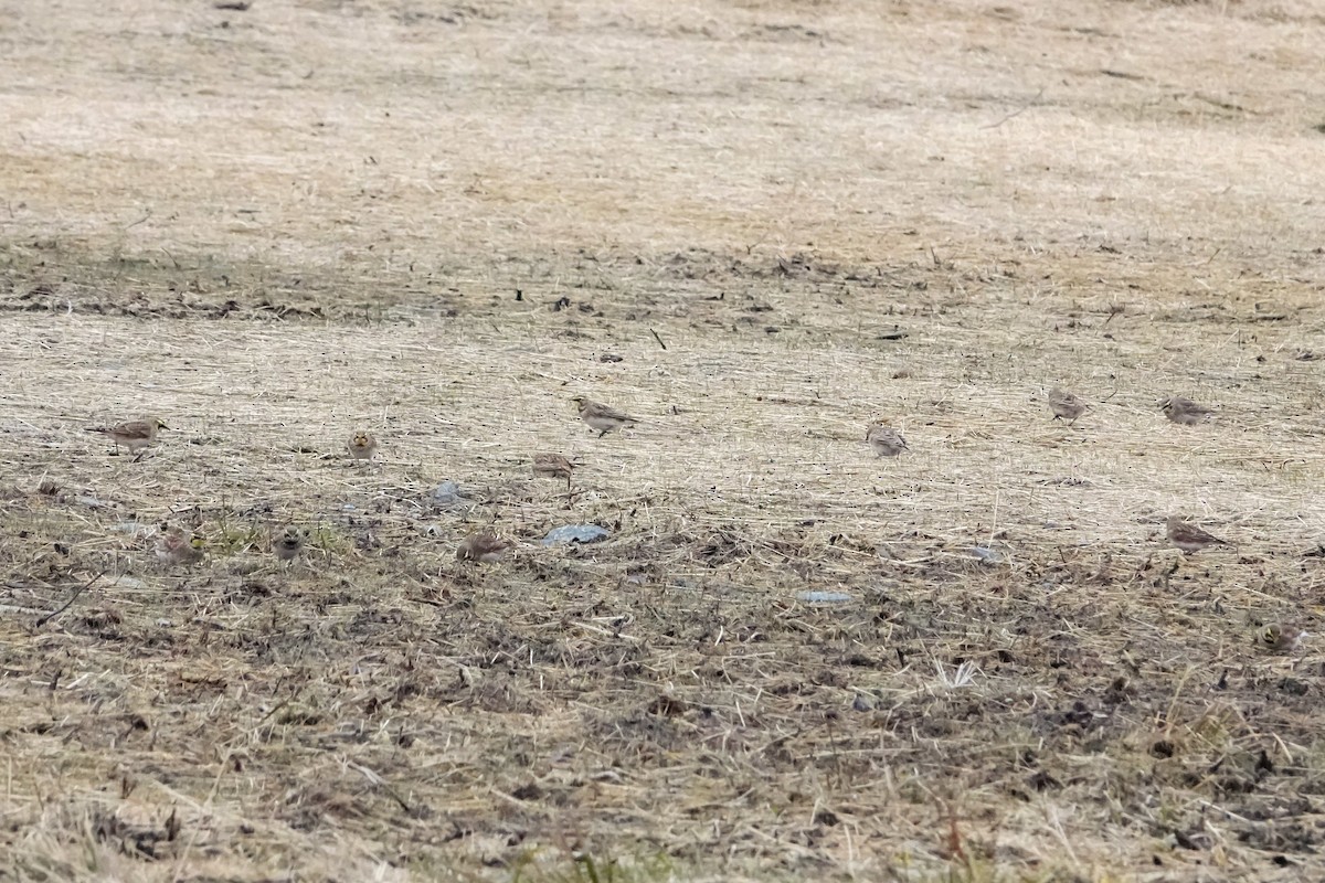 Horned Lark - ML646013204