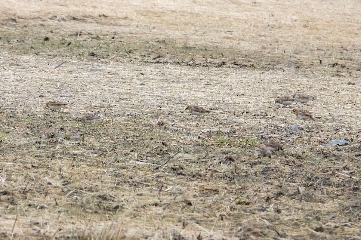 Horned Lark - ML646013205