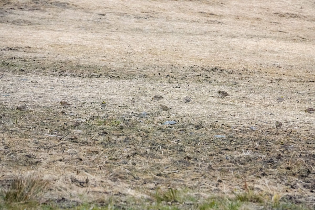 Horned Lark - ML646013206