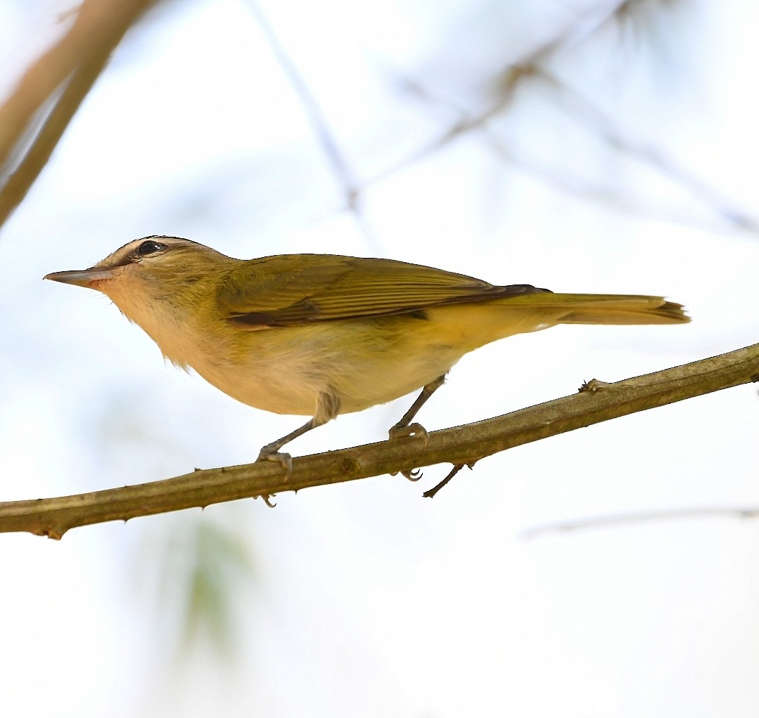 Chivi Vireo - ML646013212