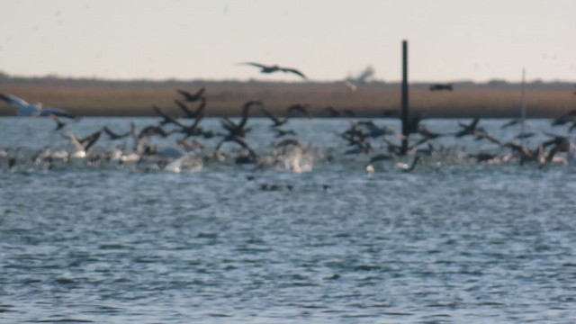 American White Pelican - ML646013216