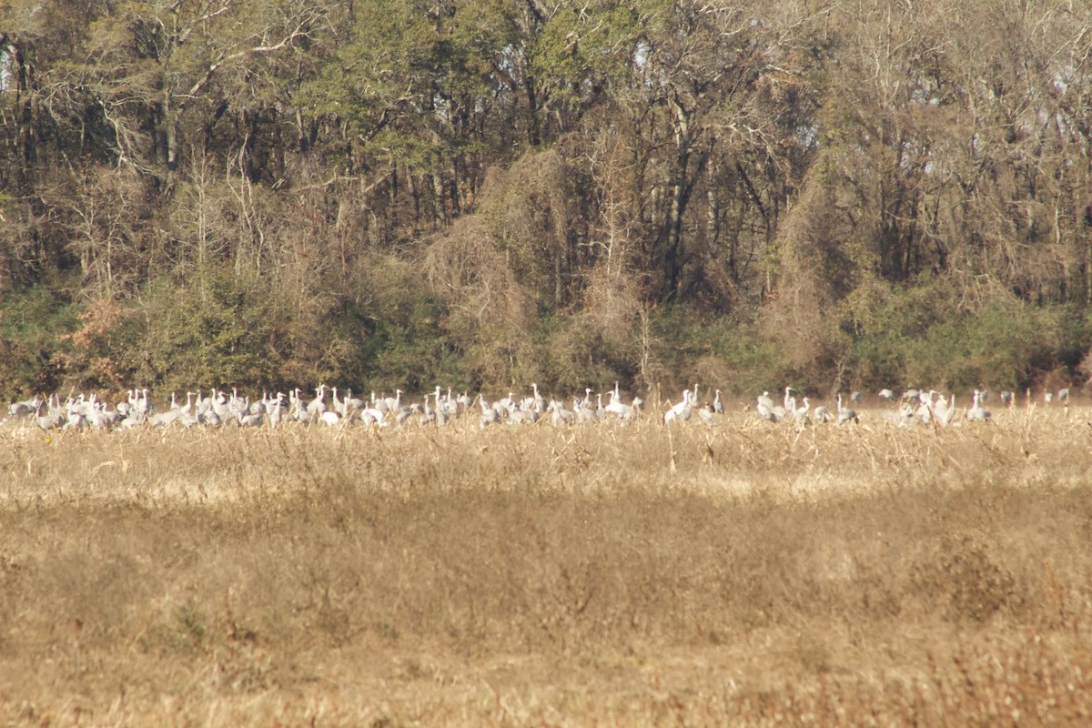 Whooping Crane - ML646013246