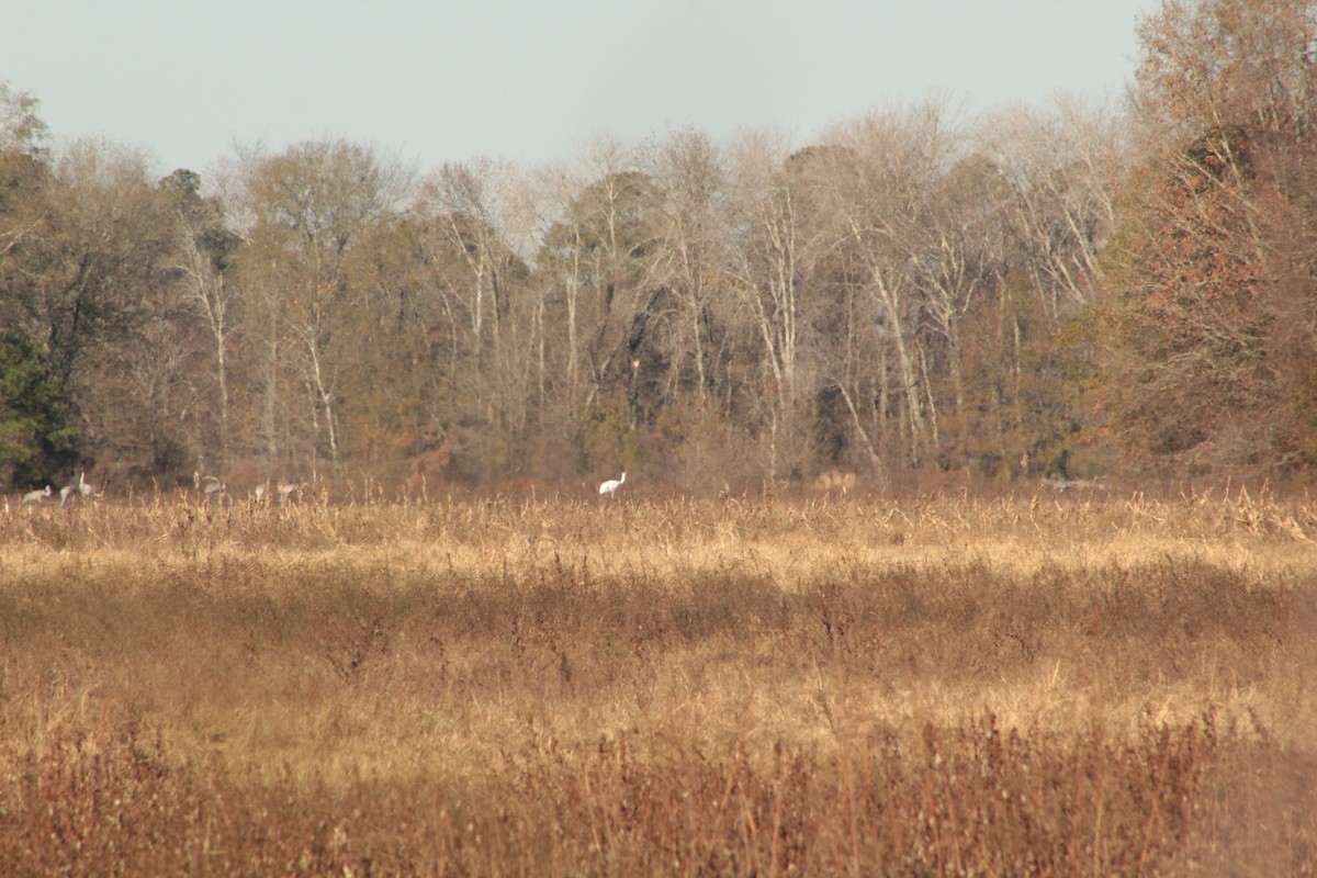 Whooping Crane - ML646013247