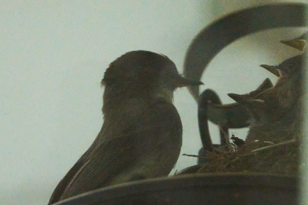 Eastern Phoebe - ML646013248