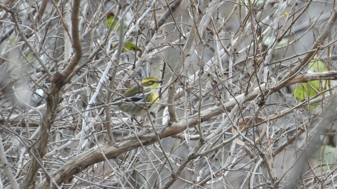 Townsend's Warbler - ML646013255