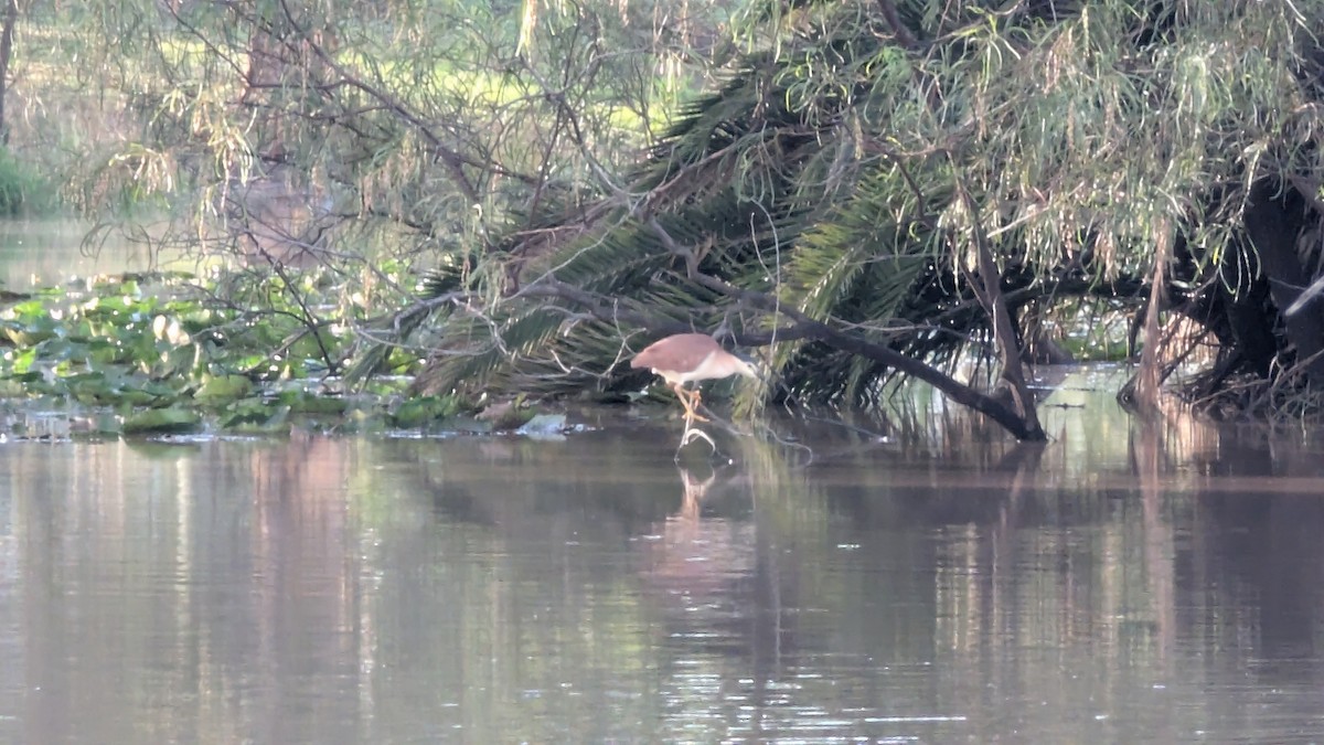 Nankeen Night Heron - ML646013281