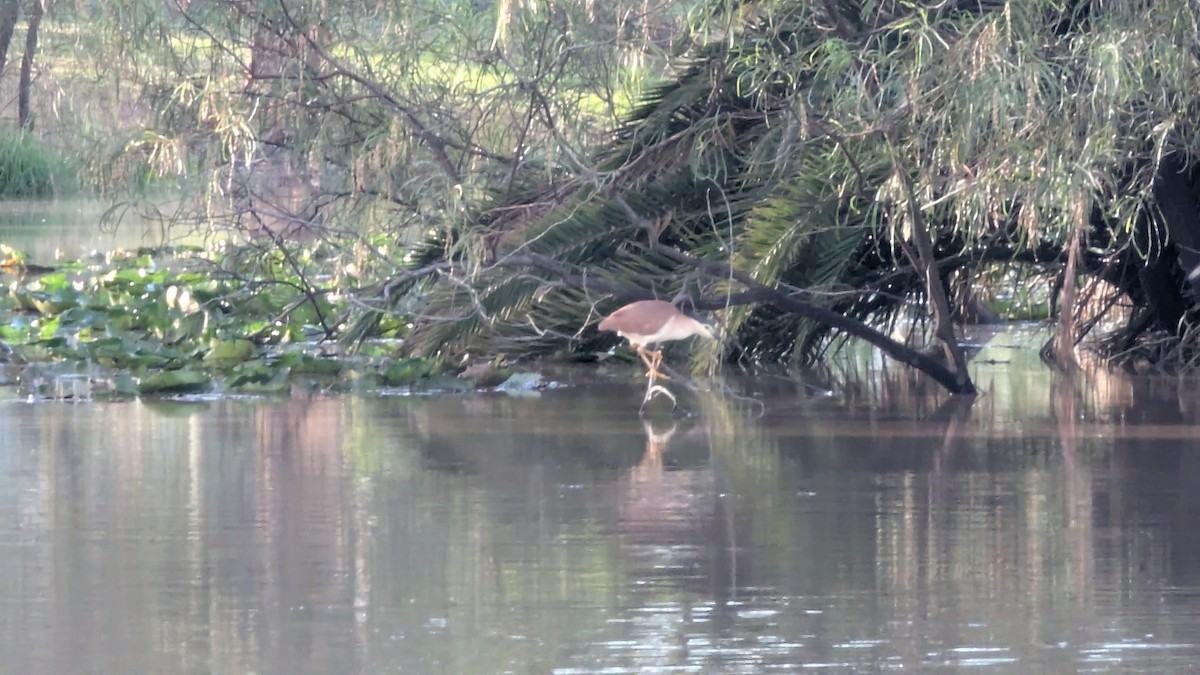 Nankeen Night Heron - ML646013282
