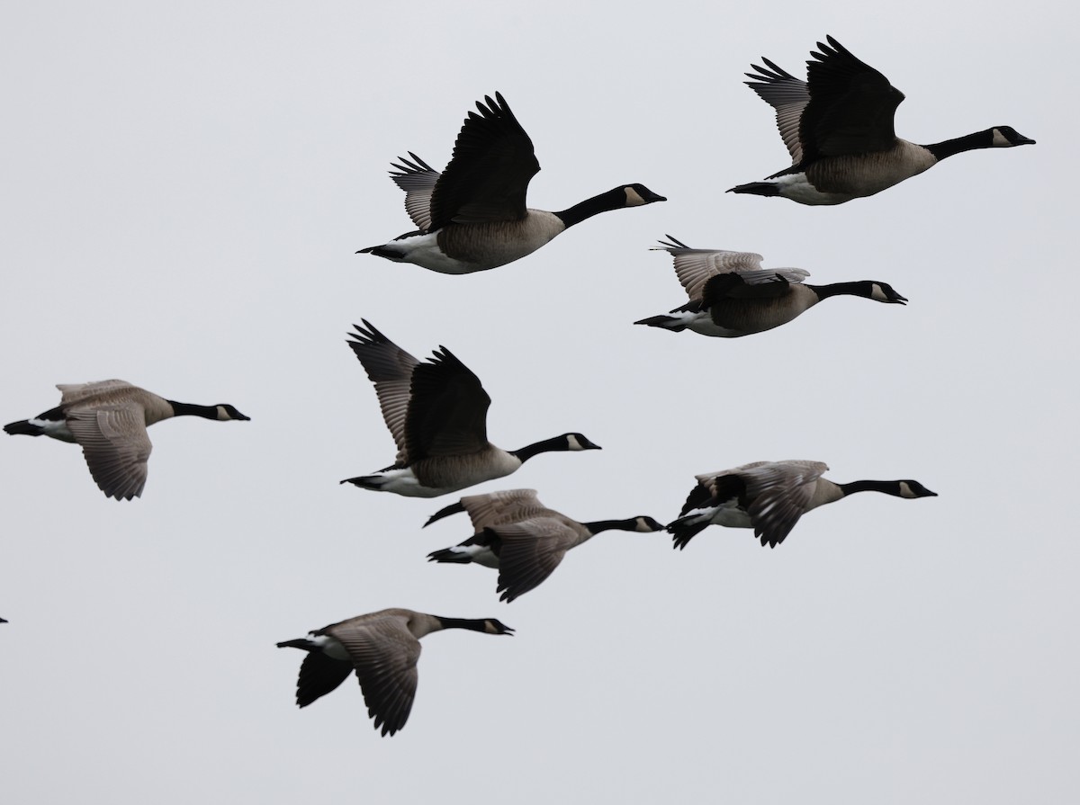 ברנטה קנדית - ML646013286