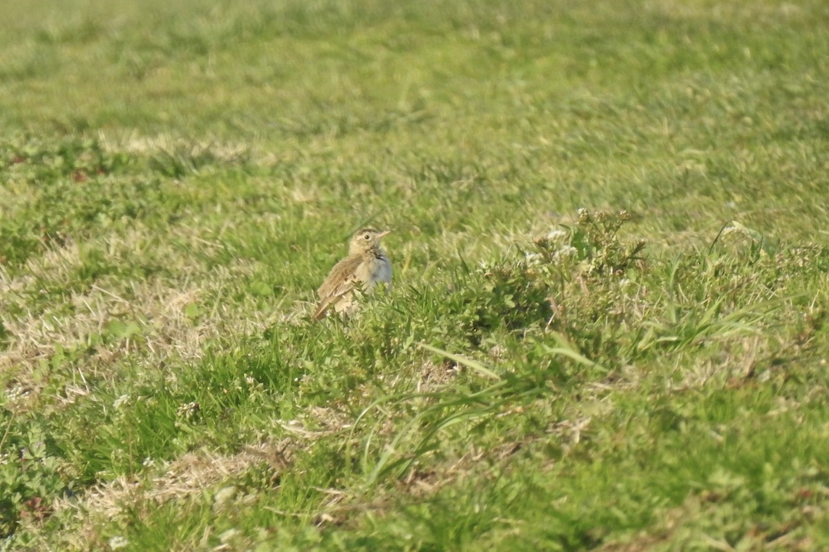 Richard's Pipit - ML646013288