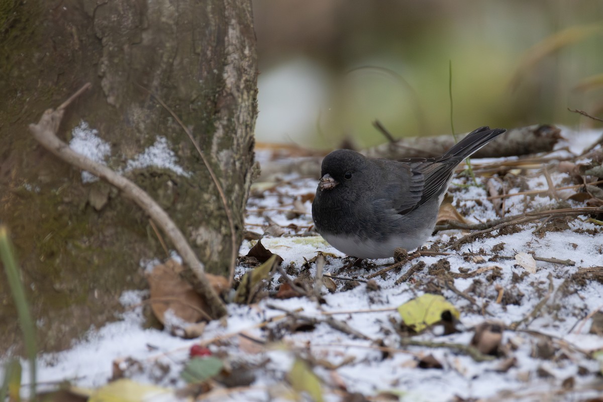 ユキヒメドリ - ML646013289