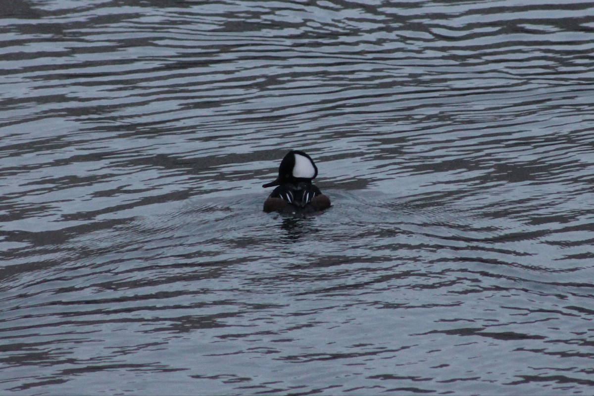 Hooded Merganser - ML646013297