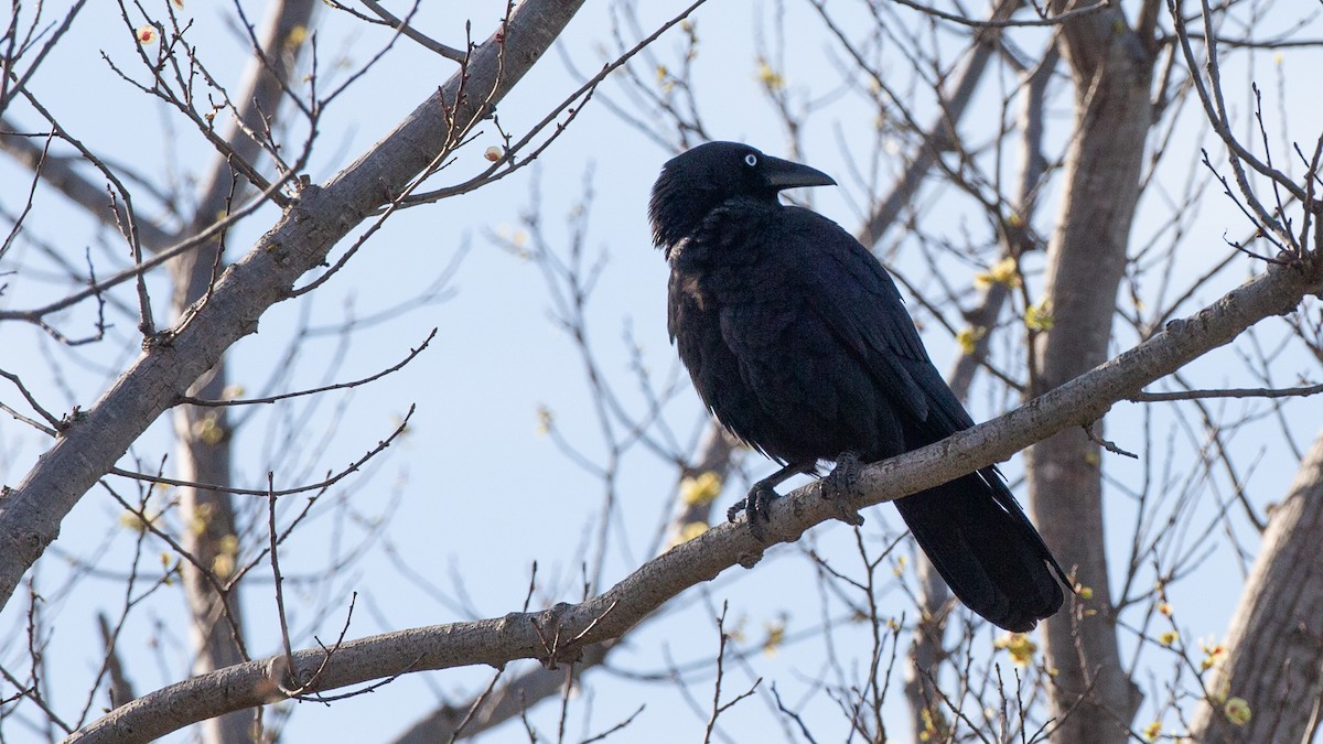 ミナミコワタリガラス - ML646013319