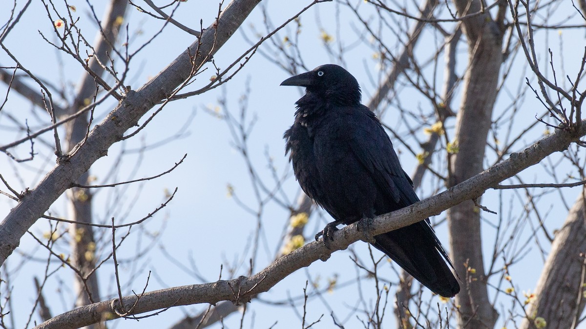 ミナミコワタリガラス - ML646013320