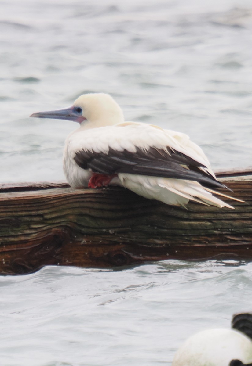 Red-footed Booby - ML646013333