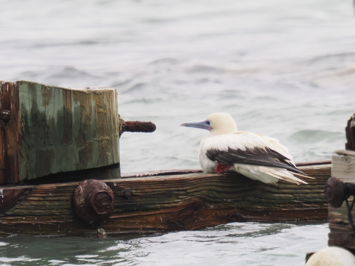 Red-footed Booby - ML646013334
