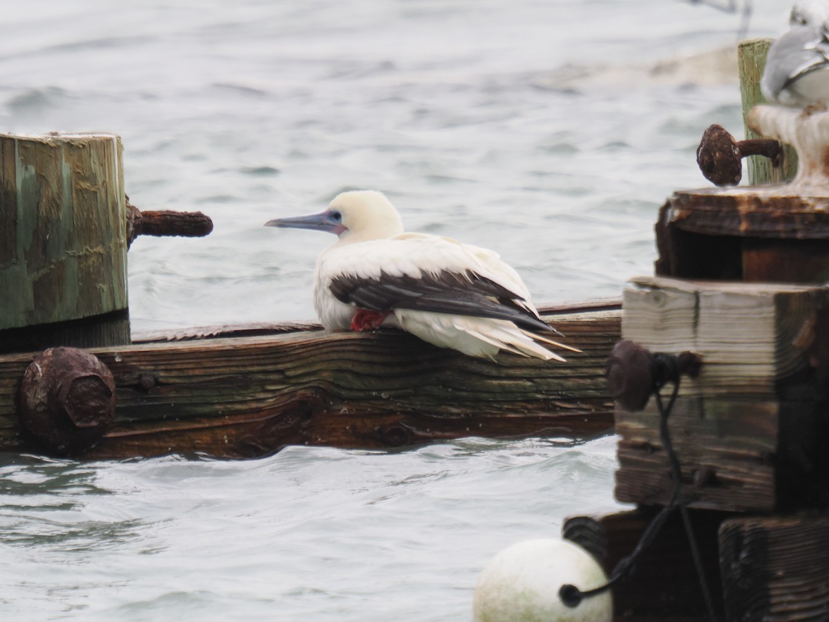 Red-footed Booby - ML646013335