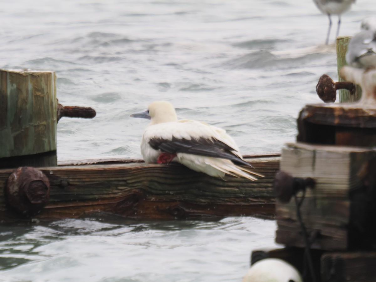 Red-footed Booby - ML646013336