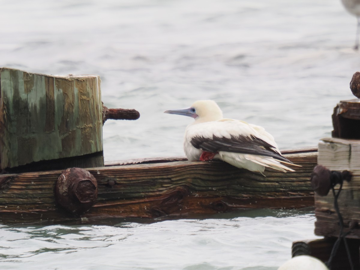 Red-footed Booby - ML646013337