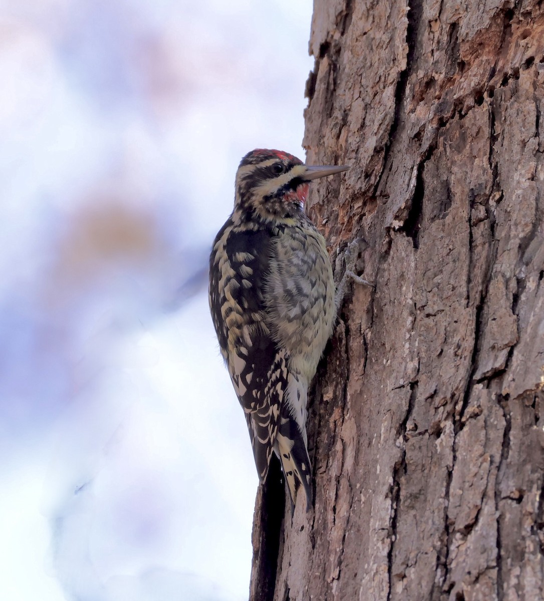 Yellow-bellied Sapsucker - ML646013342
