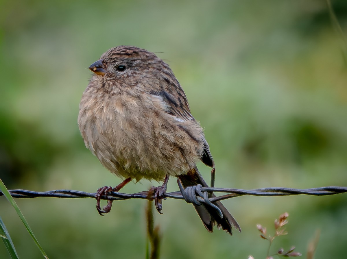 Plain-colored Seedeater - ML646013343