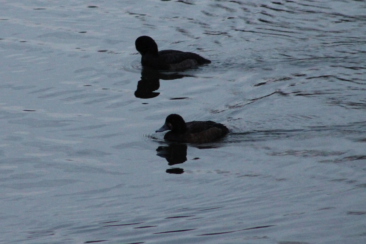 Greater Scaup - ML646013346