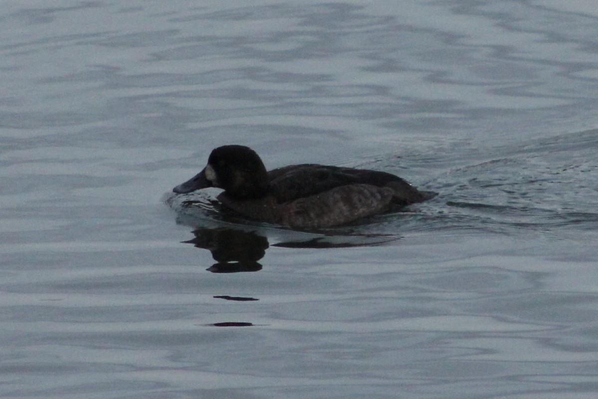Greater Scaup - ML646013347