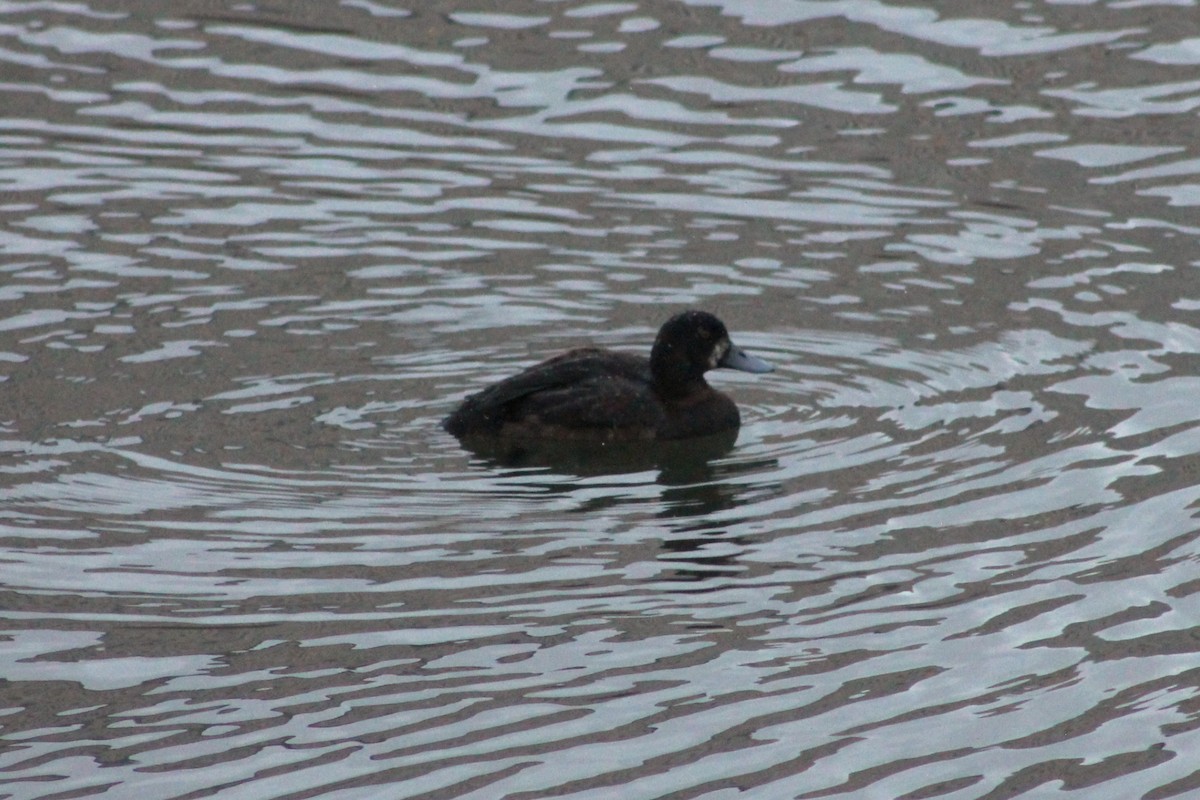 Greater Scaup - ML646013348