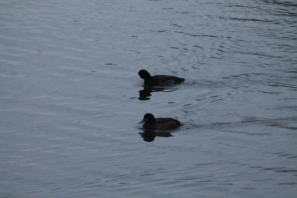 Greater Scaup - ML646013349