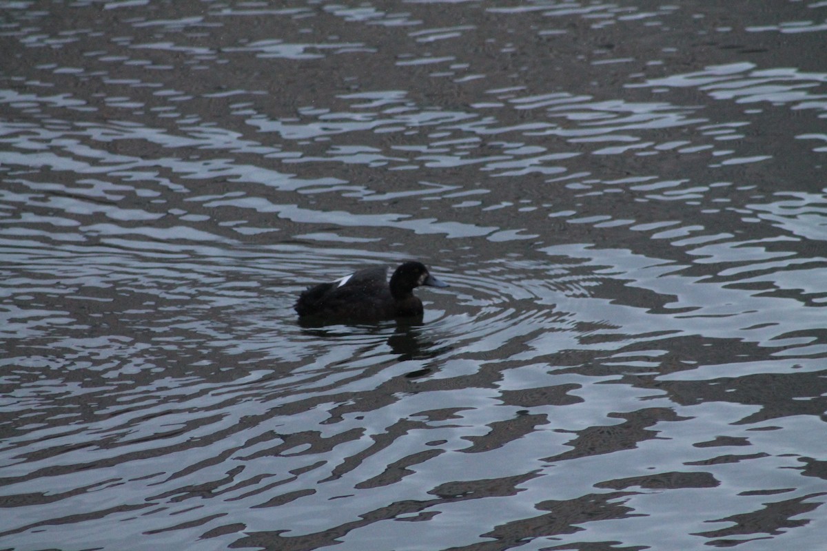Greater Scaup - ML646013350